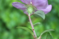 Heterotis rotundifolia (Sm.) Jacq.-Fél.